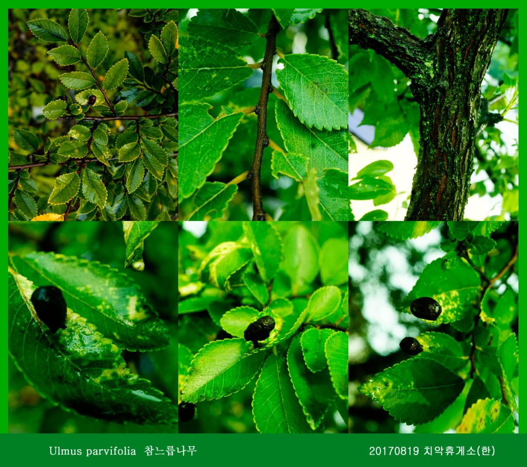 참느릅나무 0819-2017 치악휴게소(한)0000.jpg
