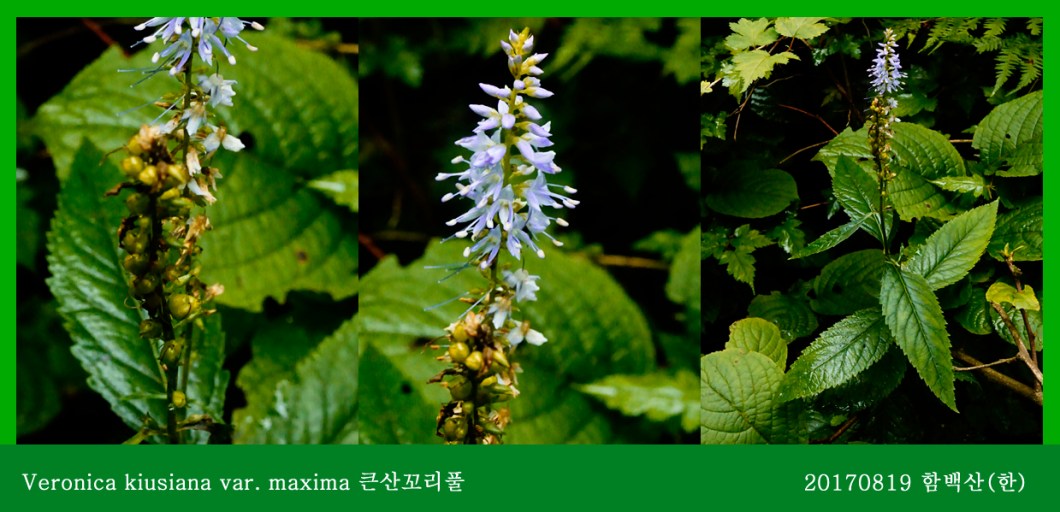 큰산꼬리풀 0819-2017 함백산(한)00.jpg