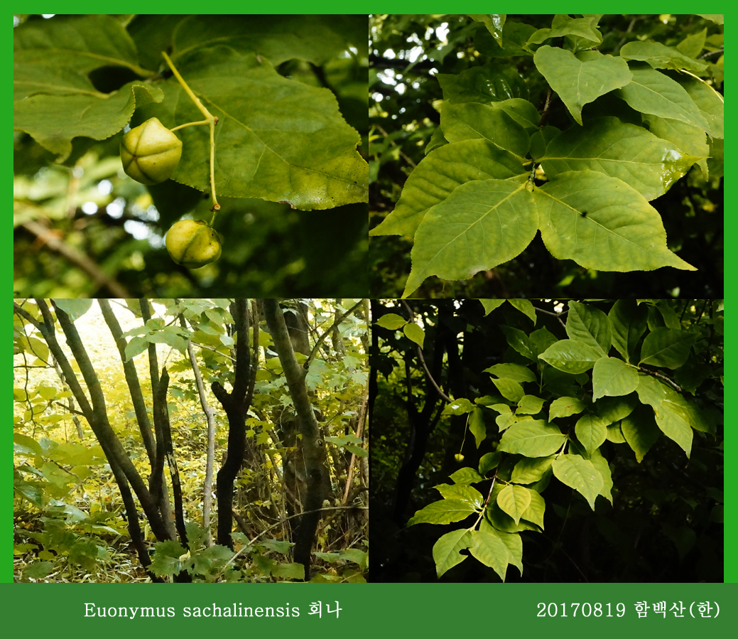 회나무 0819-2017 함백산(한)04.jpg