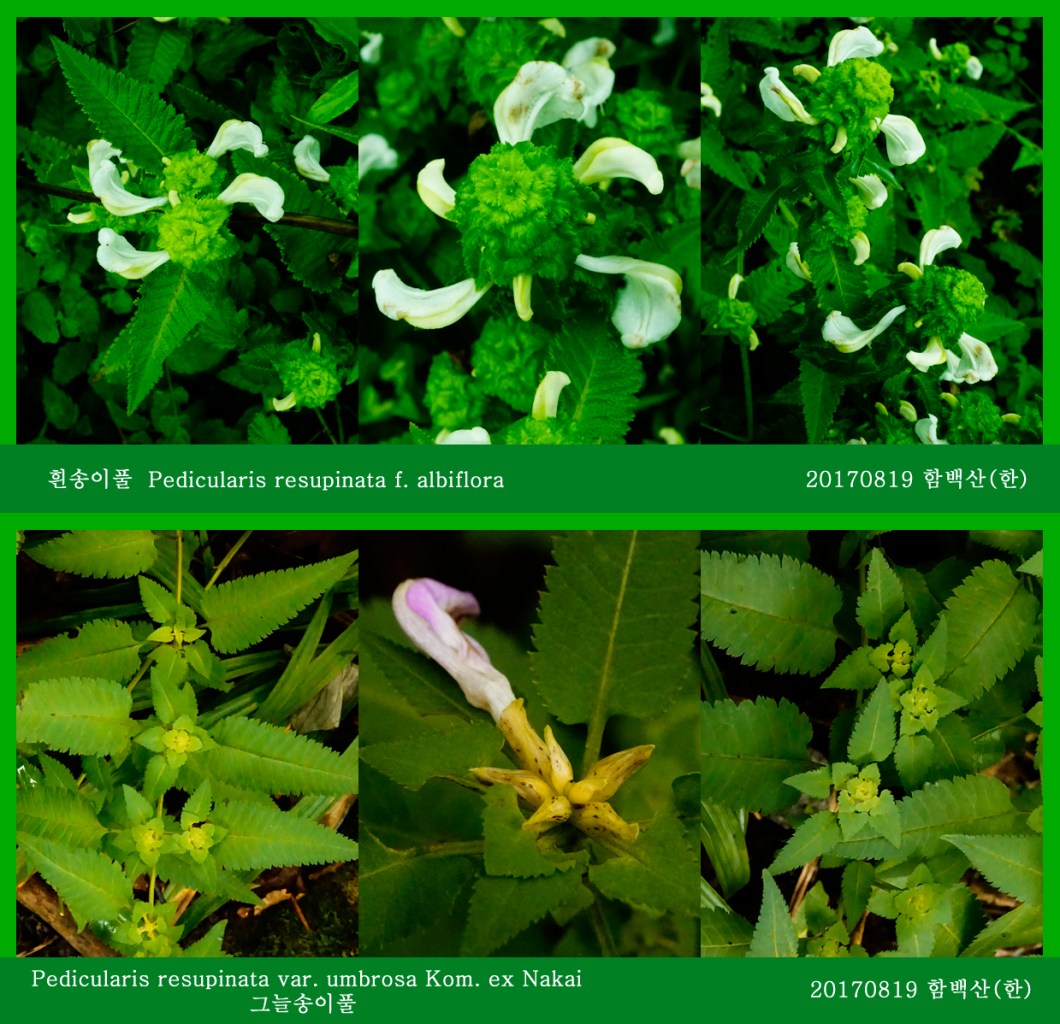 흰송이풀과 그늘송이풀 0819-2017 함백산(한)001.jpg