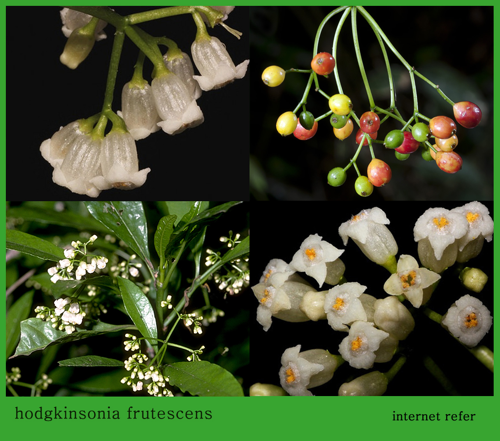 hodgkinsonia frutescens.jpg