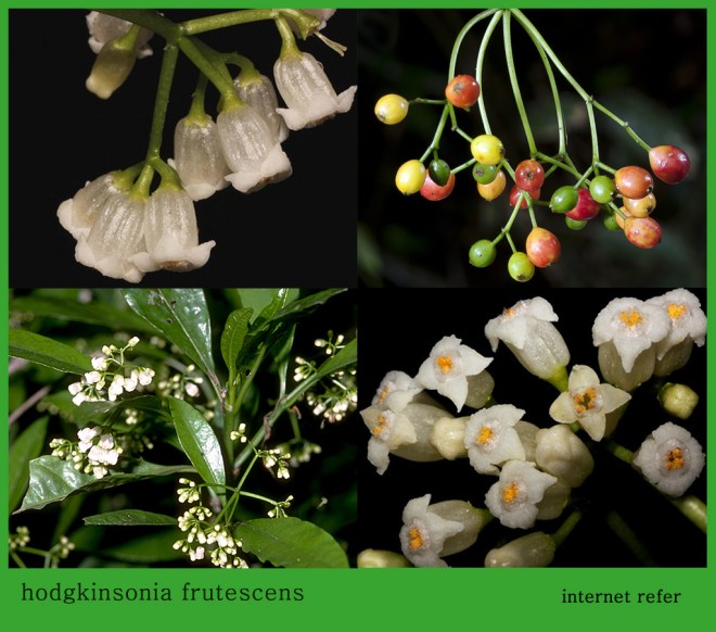 hodgkinsonia frutescens.jpg