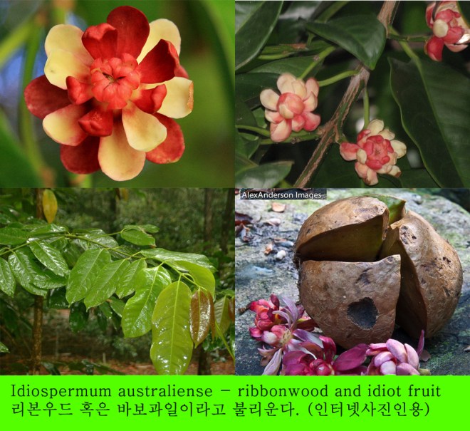 ribbonwood and idiot fruit.jpg