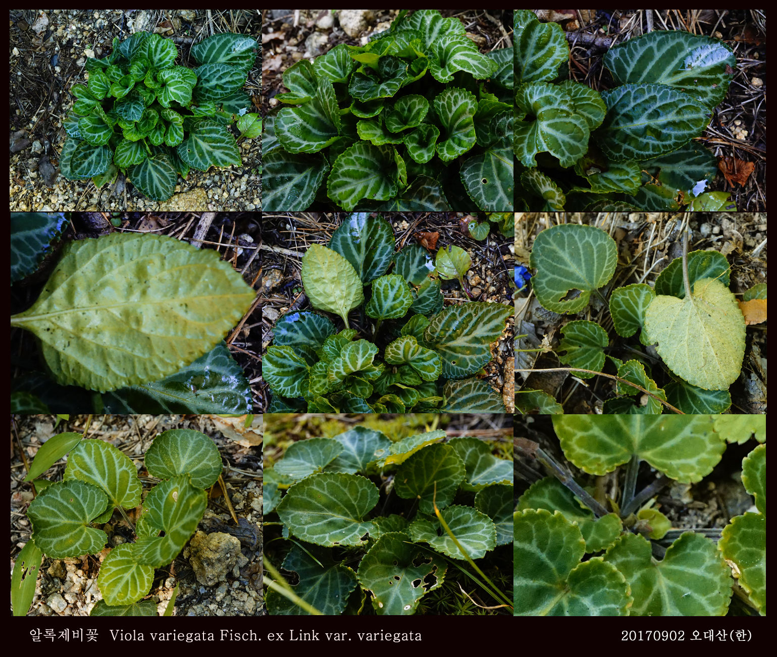 1-알록제비꽃 0902-2017 오대산명개리 (한)002