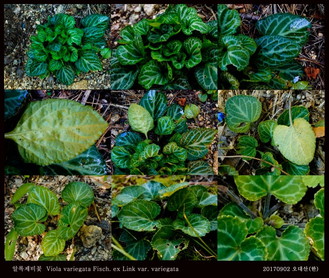 1-알록제비꽃 0902-2017 오대산명개리 (한)002