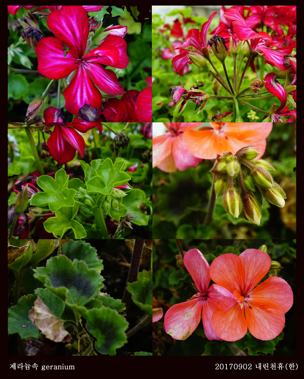 1-제라늄 0902-2017 동홍천휴게소 (한)003