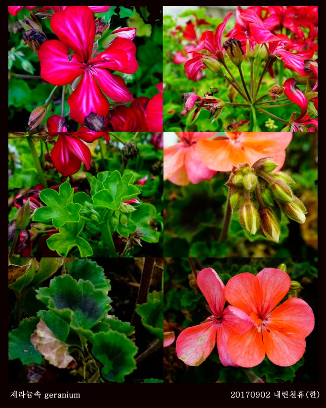 1-제라늄 0902-2017 동홍천휴게소 (한)003