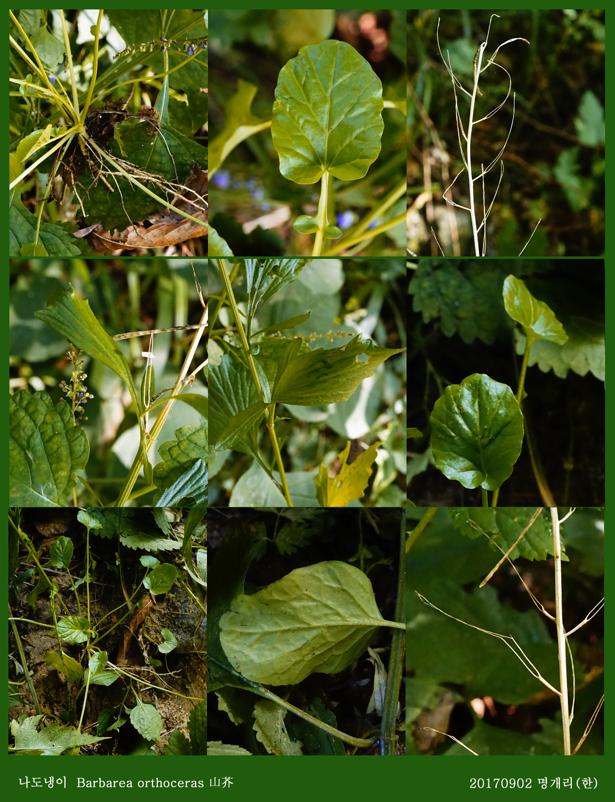 10-나도냉이 0902-2017 오대산명개리 (한)001