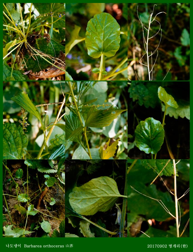 10-나도냉이 0902-2017 오대산명개리 (한)001