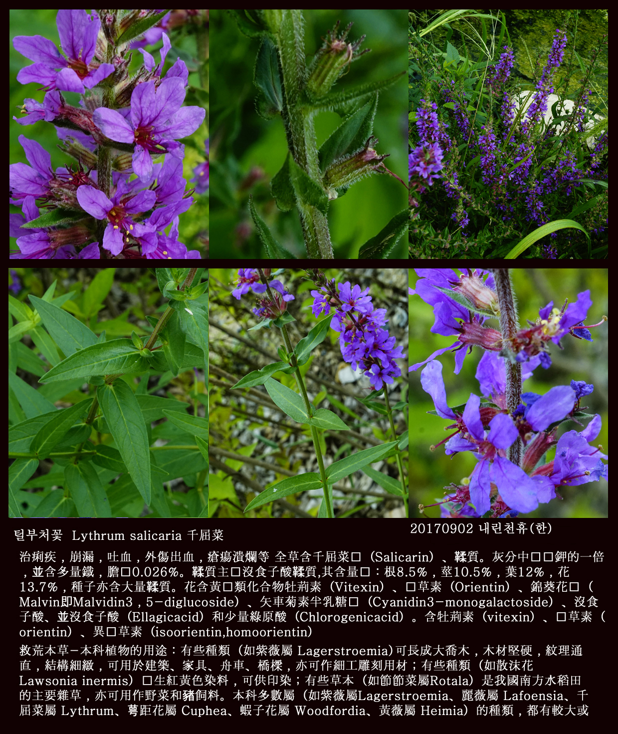 11- 털부처꽃 0902-2017 동홍천휴게소 (한)001