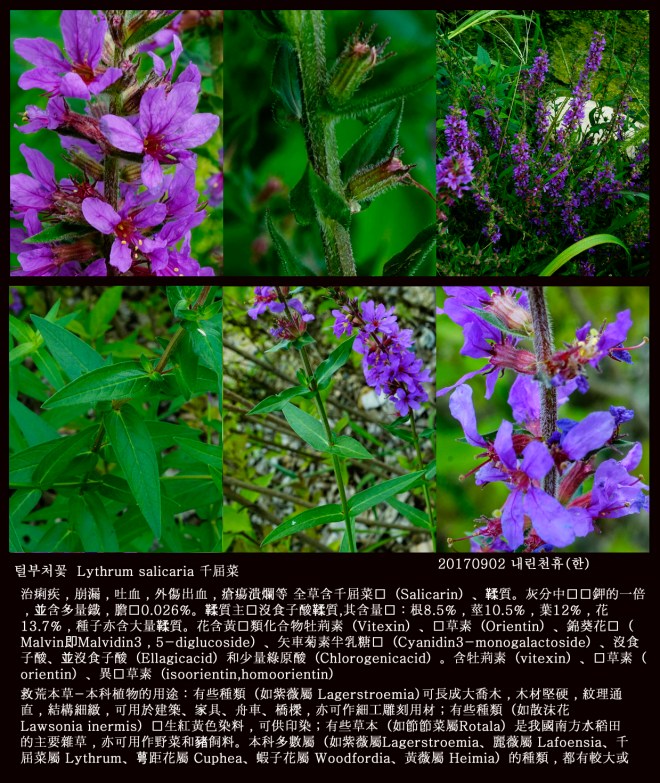 11- 털부처꽃 0902-2017 동홍천휴게소 (한)001