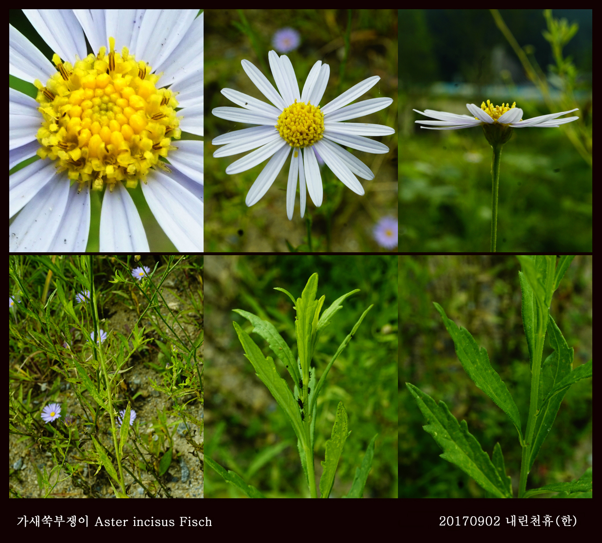 12-가새쑥부쟁이 0902-2017 동홍천휴게소 (한)001