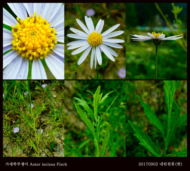 12-가새쑥부쟁이 0902-2017 동홍천휴게소 (한)001