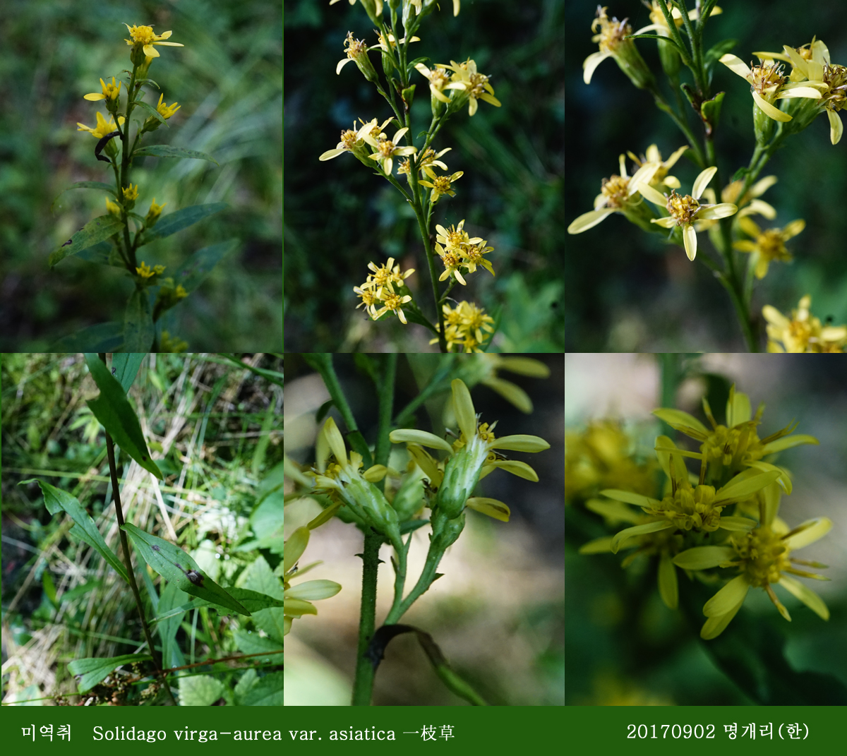 12미역취 0902-2017 오대산명개리 (한)002