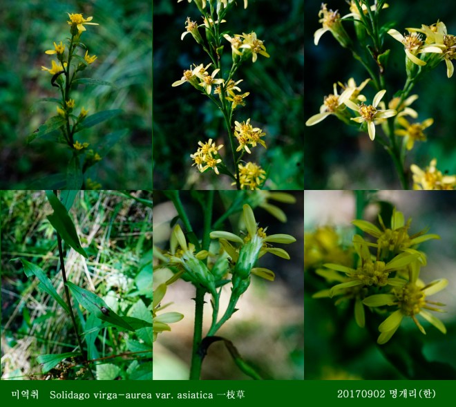 12미역취 0902-2017 오대산명개리 (한)002