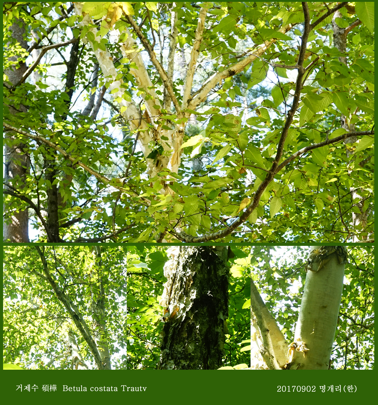 13-1 거제수  0902-2017 오대산명개리 (한)008.jpg