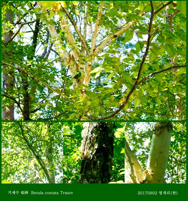 13-1 거제수  0902-2017 오대산명개리 (한)008.jpg