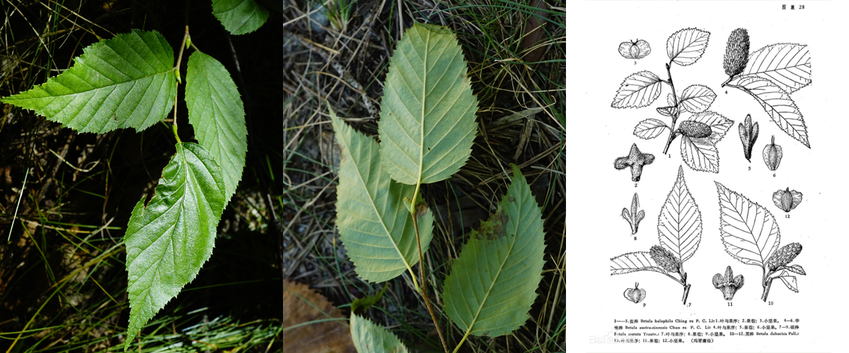 13-1 거제수  0902-2017 오대산명개리 (한)010.jpg