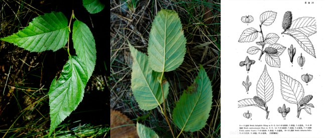 13-1 거제수  0902-2017 오대산명개리 (한)010.jpg