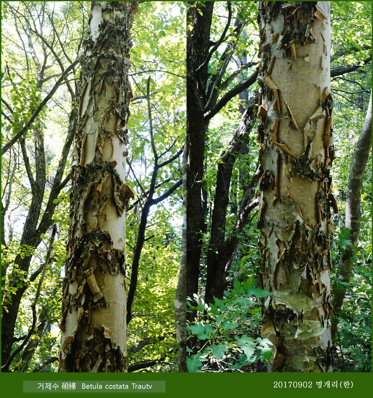 13-거제수1 0902-2017 오대산명개리 (한)00002