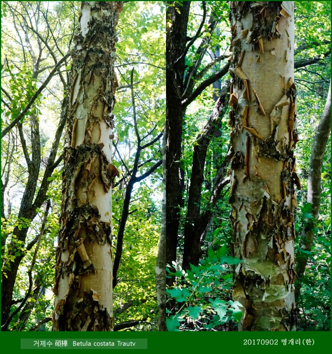 13-거제수1 0902-2017 오대산명개리 (한)00002