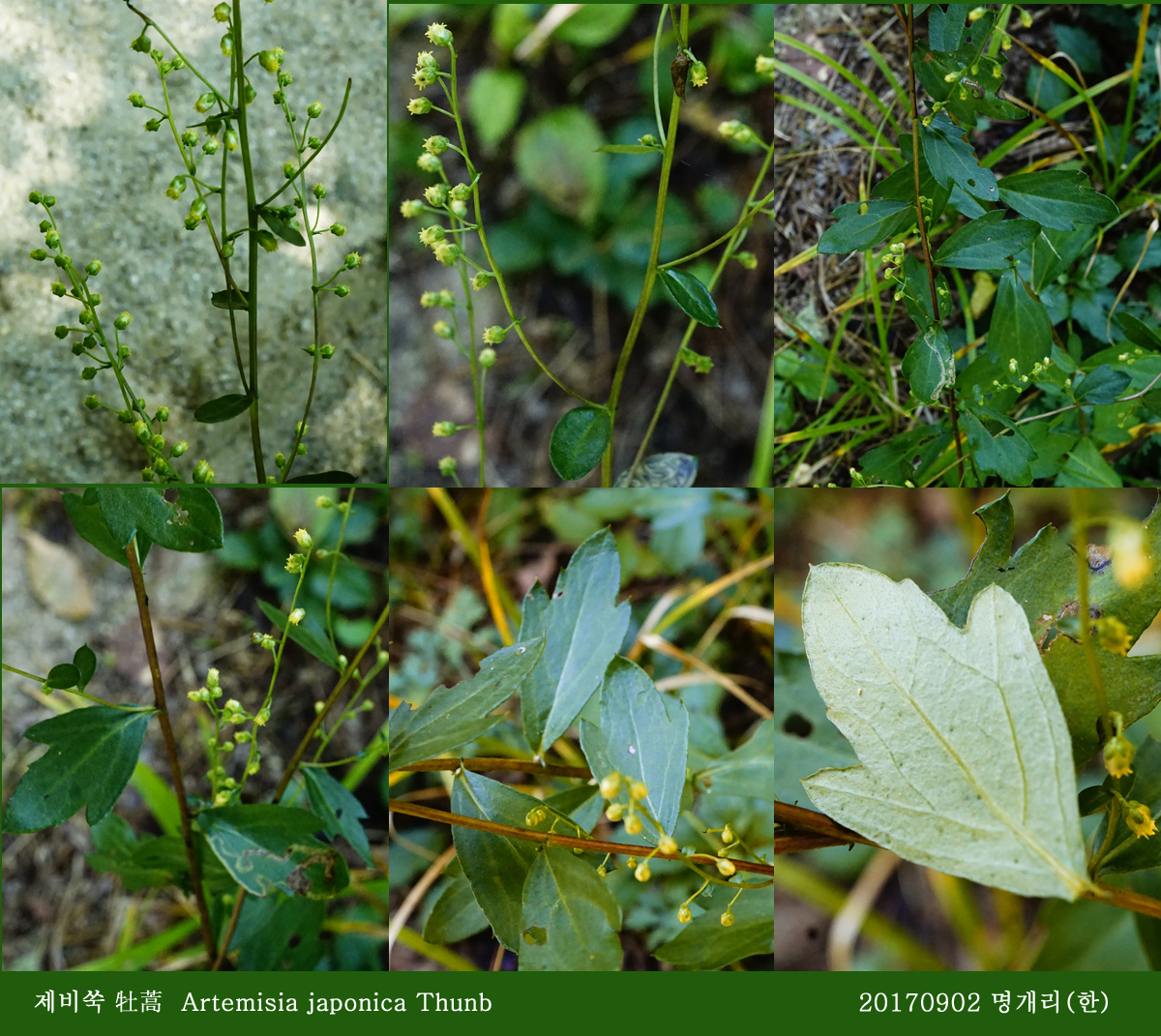 17-제비쑥 0902-2017 오대산명개리 (한)002