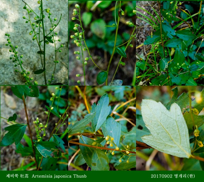 17-제비쑥 0902-2017 오대산명개리 (한)002