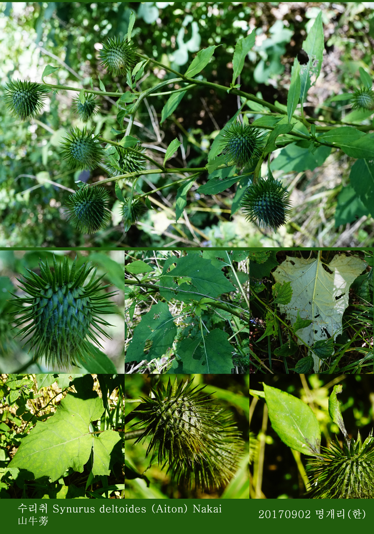 19-수리취 0902-2017 오대산명개리 (한)005