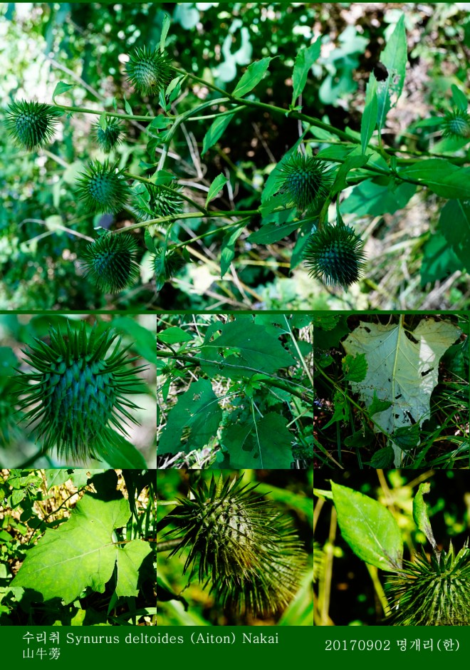 19-수리취 0902-2017 오대산명개리 (한)005