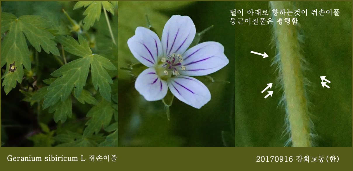 1쥐손이풀  0916-2017 교동(한)0041.jpg