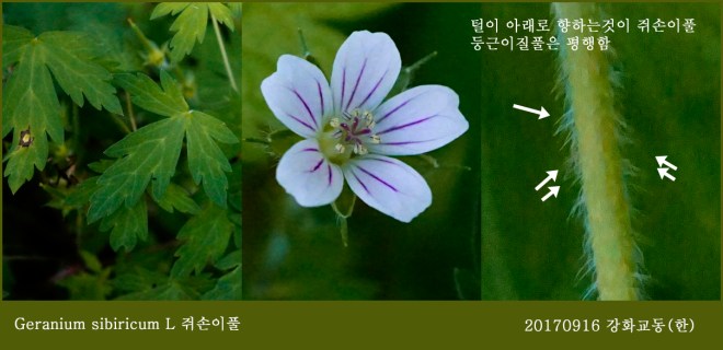1쥐손이풀  0916-2017 교동(한)0041.jpg