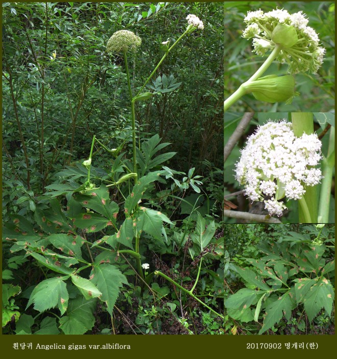 1흰당귀  0827-2016 오대산명개리 (한)015.jpg