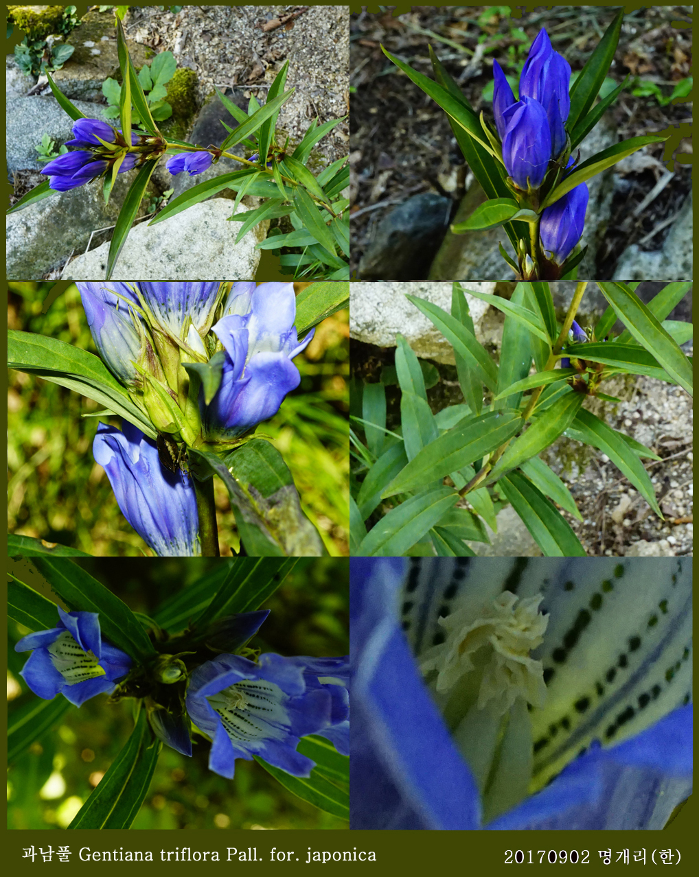 2-과남풀 0902-2017 오대산명개리 (한)002.jpg