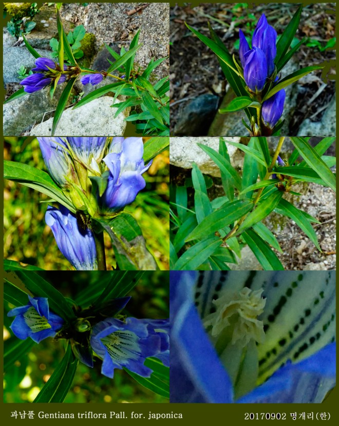 2-과남풀 0902-2017 오대산명개리 (한)002.jpg