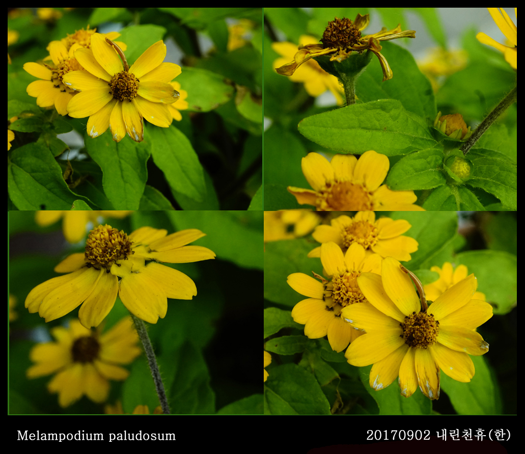 2-멜람포디움 0902-2017 동홍천휴게소 (한)008.jpg