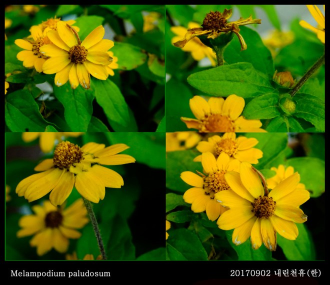 2-멜람포디움 0902-2017 동홍천휴게소 (한)008.jpg