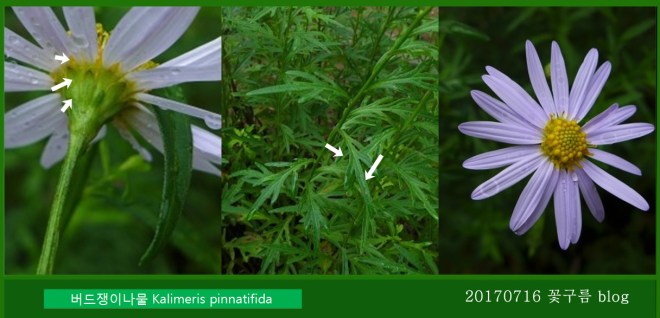 2-버드쟁이나물 박1.jpg