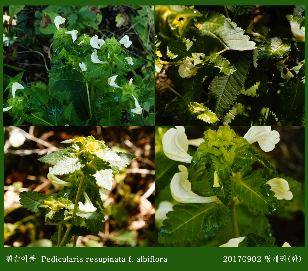 20-흰송이풀 0902-2017 오대산명개리 (한)004