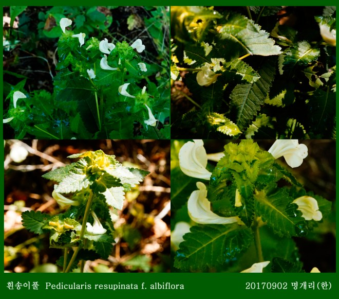 20-흰송이풀 0902-2017 오대산명개리 (한)004