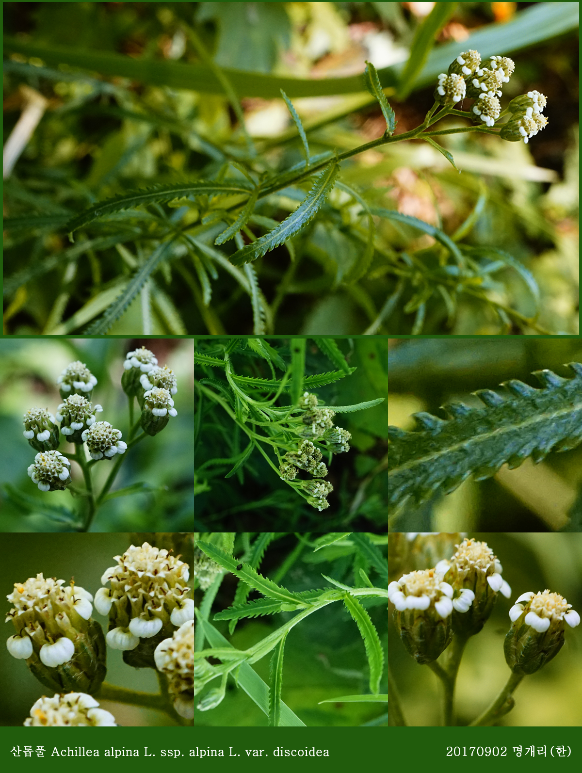 21-산톱풀 0902-2017 오대산명개리 (한)006