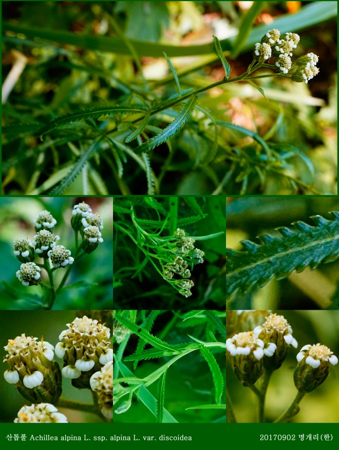 21-산톱풀 0902-2017 오대산명개리 (한)006