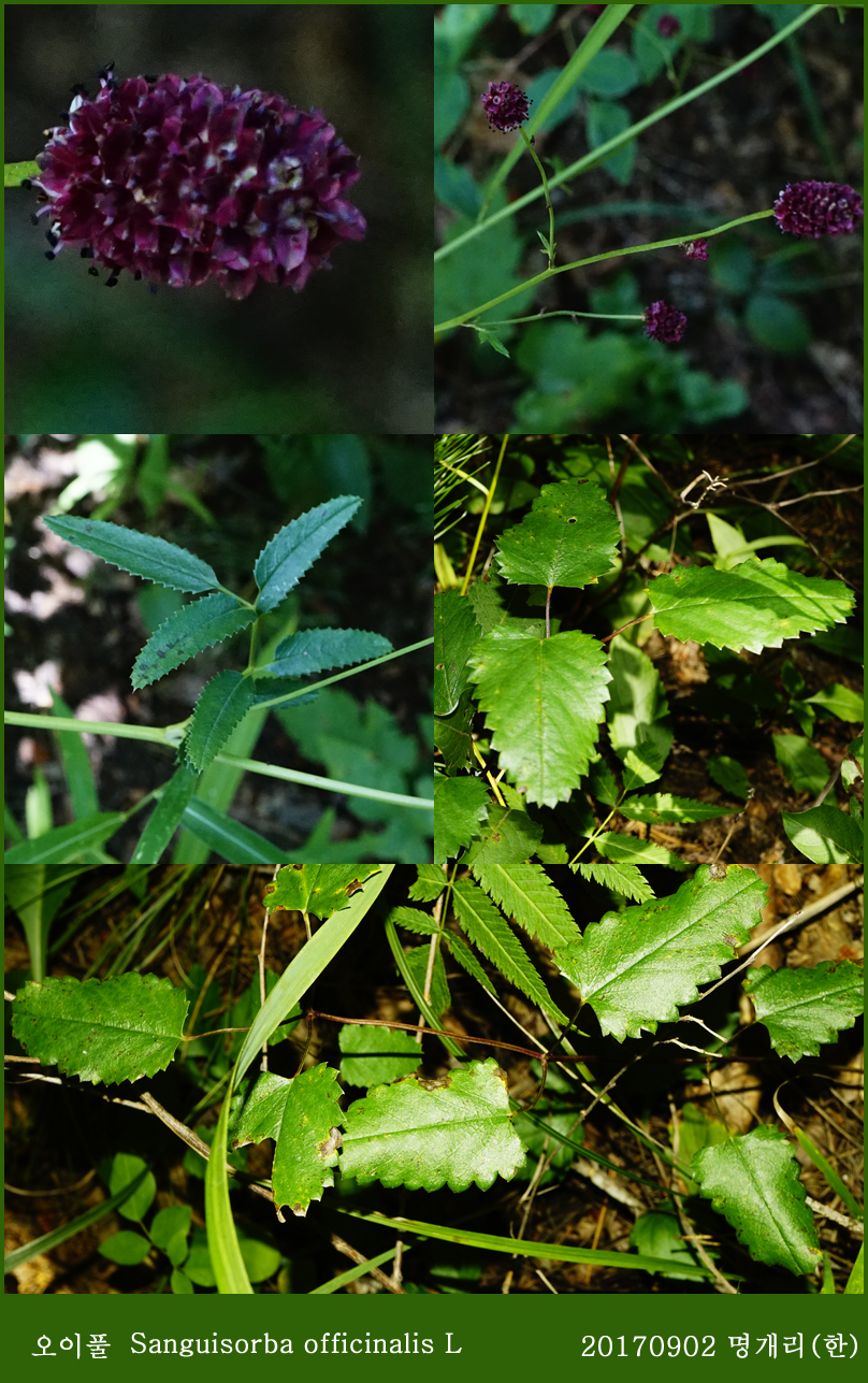 23-1 오이풀 0902-2017 오대산명개리 (한)001