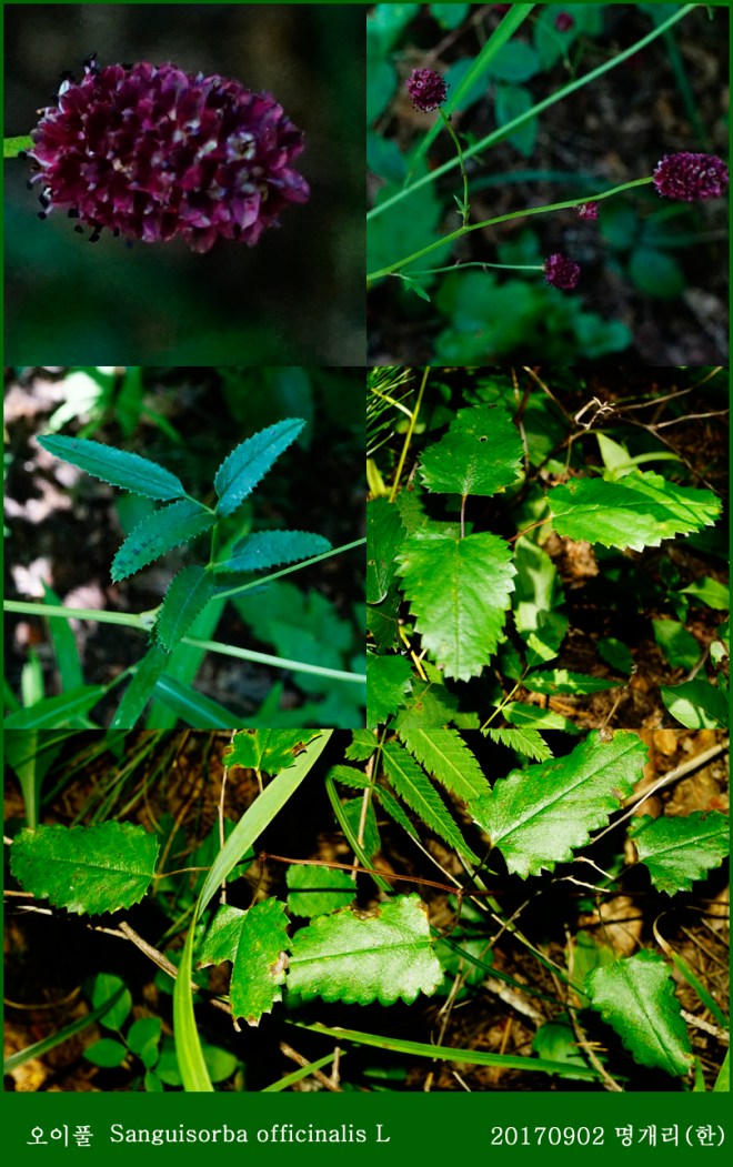 23-1 오이풀 0902-2017 오대산명개리 (한)001