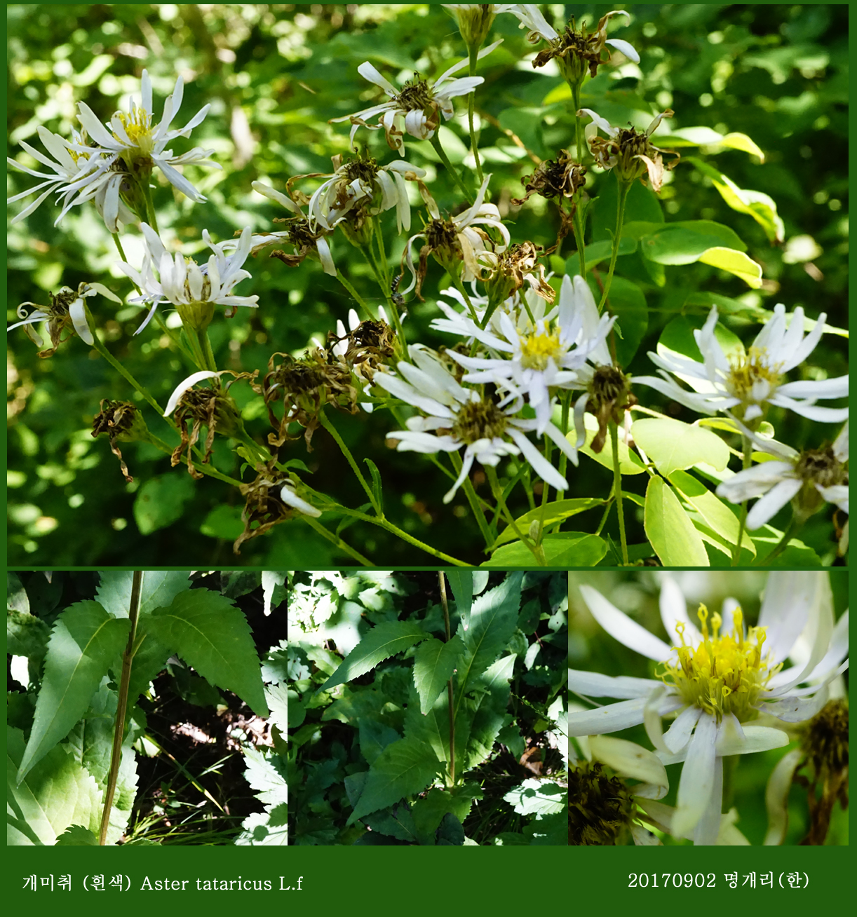 24-개미취 0902-2017 오대산명개리 (한)04