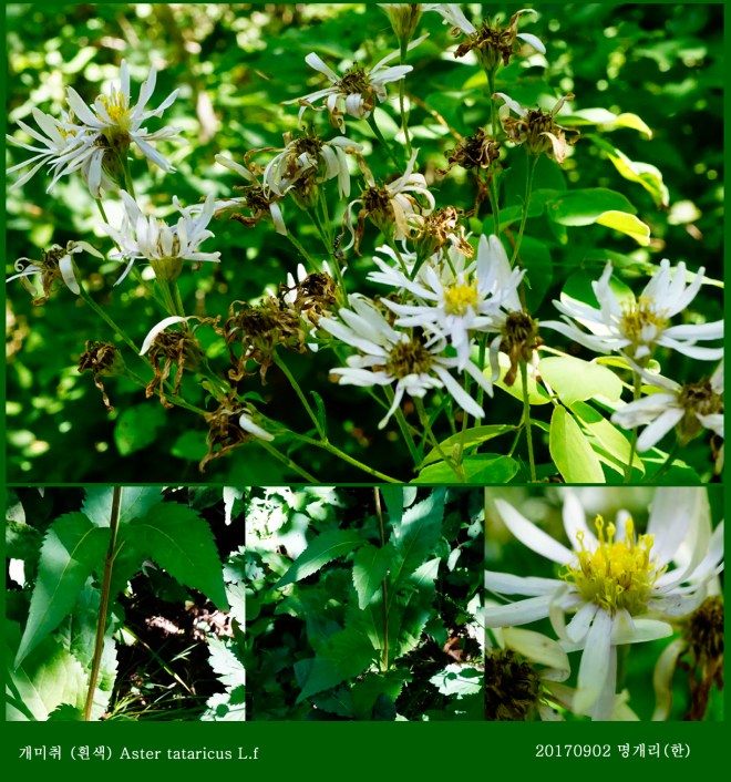 24-개미취 0902-2017 오대산명개리 (한)04