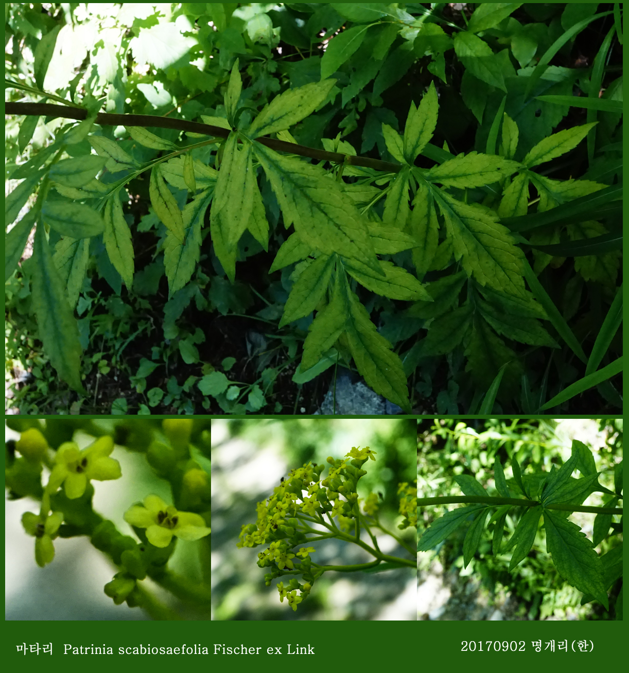 25 마타리 0902-2017 오대산명개리 (한)02