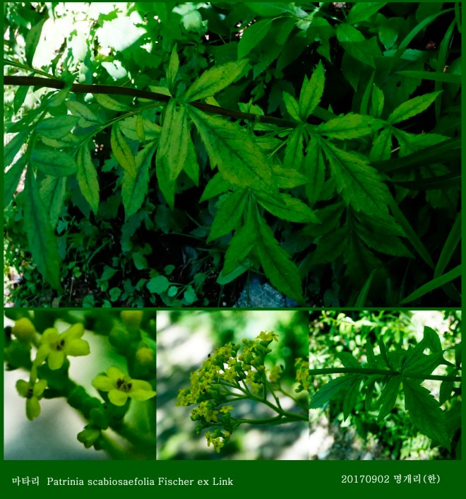 25 마타리 0902-2017 오대산명개리 (한)02