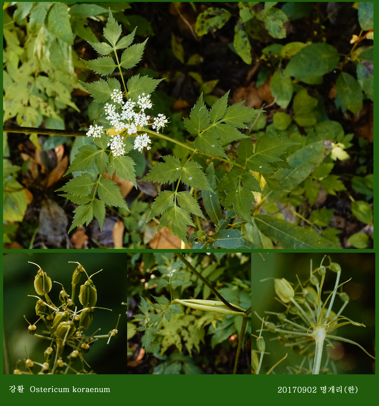 26-1강활 0902-2017 오대산명개리 (한)001