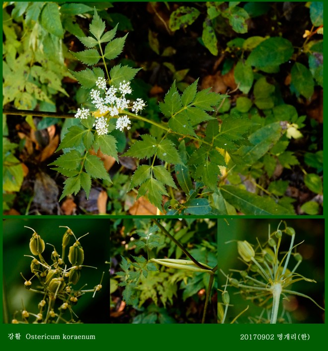 26-1강활 0902-2017 오대산명개리 (한)001