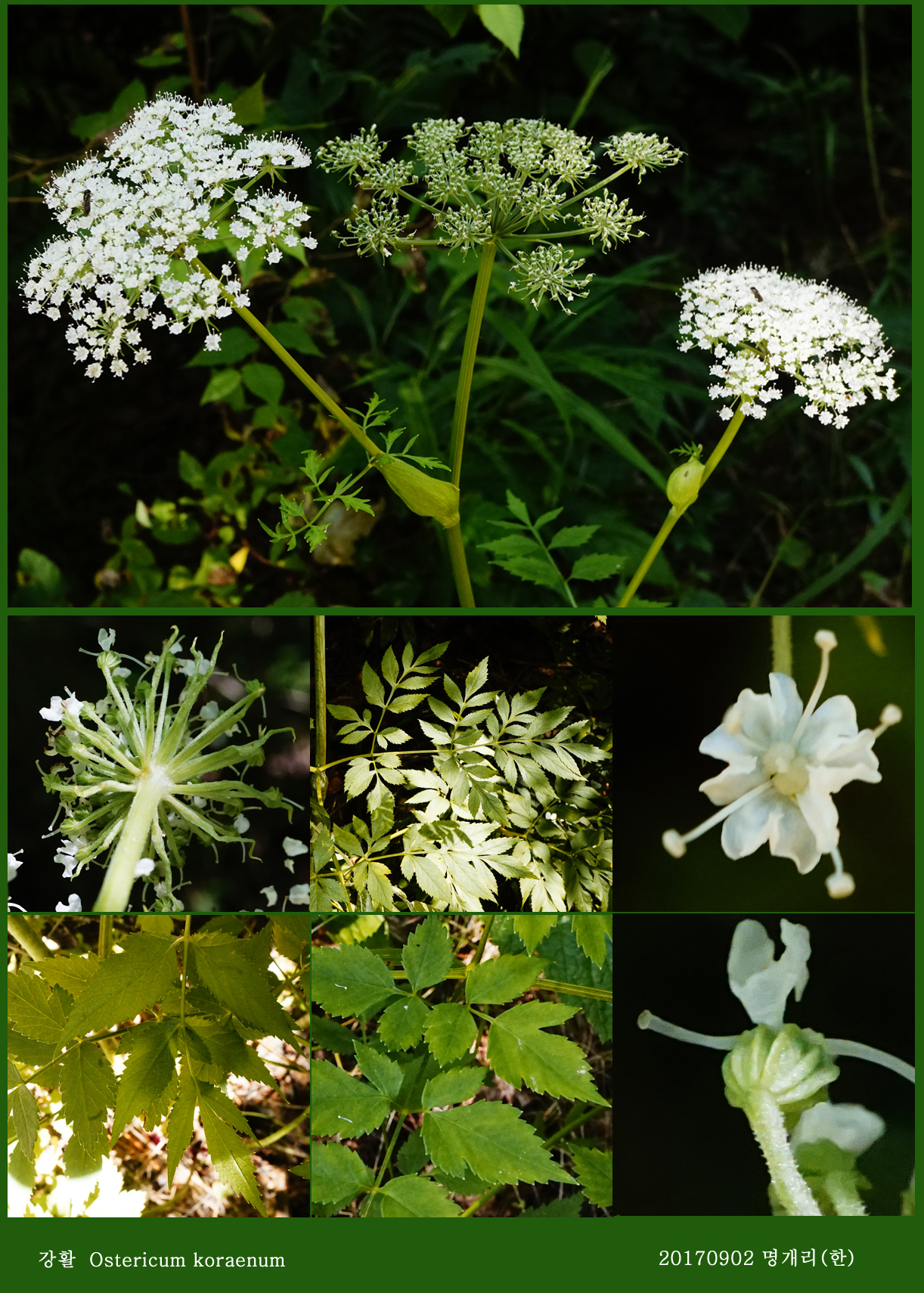 26-강활 0902-2017 오대산명개리 (한)29